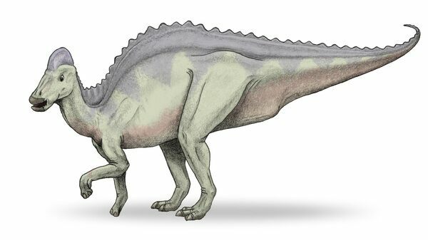  Hypacrosaurus drawing by Wikipedia user debivort. Creative Commons License